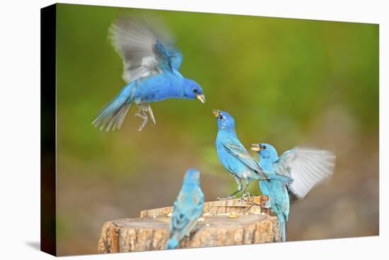 Florida, Immokalee, Indigo Buntings Fighting at Feeder Log-Bernard Friel-Premier Image Canvas