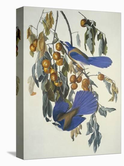 Florida Jay-John James Audubon-Stretched Canvas