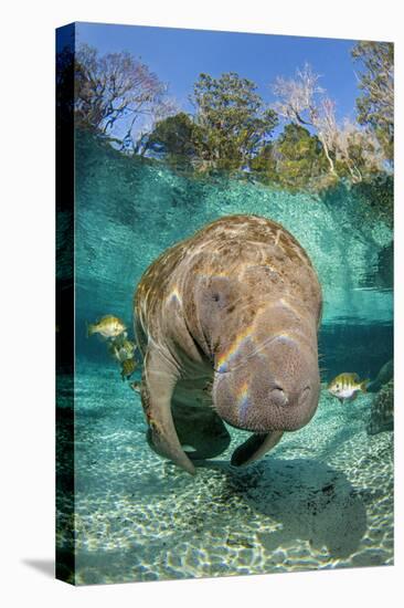 Florida manatee with Blue gill sunfish cleaning it, in a freshwater spring. Crystal River, Florida-Alex Mustard-Premier Image Canvas