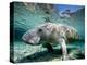 Florida Manatee-Stephen Frink-Premier Image Canvas