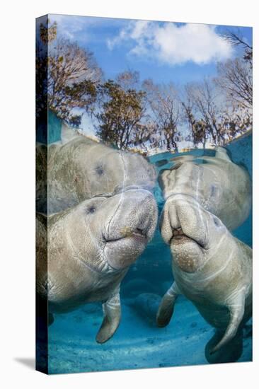 florida manatees close to the surface in shallow water, usa-david fleetham-Premier Image Canvas