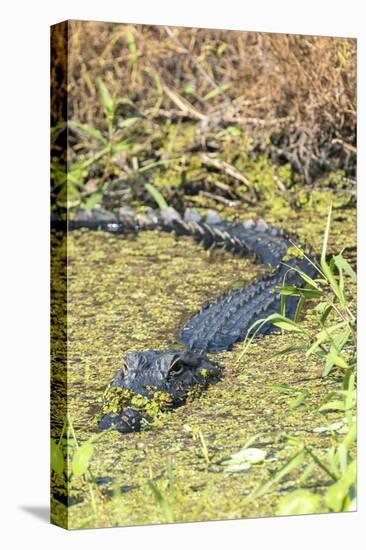 Florida, Orange City, St. John River, Alligator-Jim Engelbrecht-Premier Image Canvas