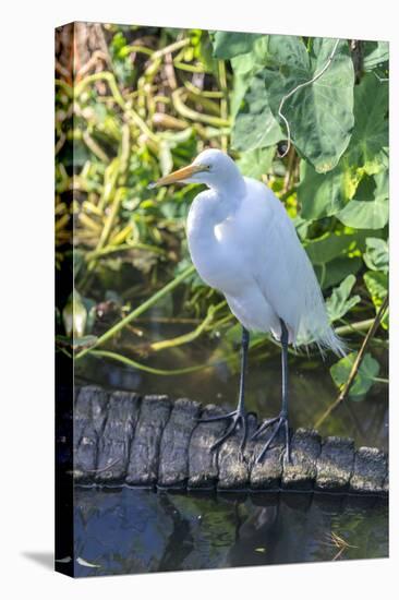 Florida, Orlando, Egret and Alligator-Jim Engelbrecht-Premier Image Canvas