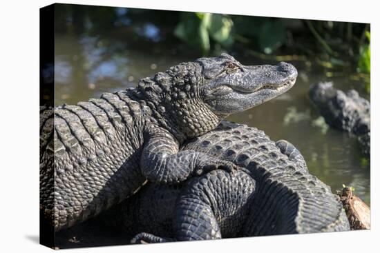Florida, Orlando, Gatorland, Alligators-Jim Engelbrecht-Premier Image Canvas
