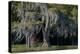 Florida, Pond Cyprus and Spanish Moss in Swamp-Judith Zimmerman-Premier Image Canvas