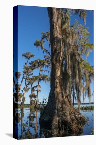 Florida, Pond Cyprus and Spanish Moss in Swamp-Judith Zimmerman-Premier Image Canvas