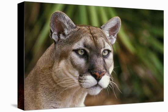 Florida Puma-null-Premier Image Canvas