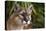 Florida Puma-null-Premier Image Canvas