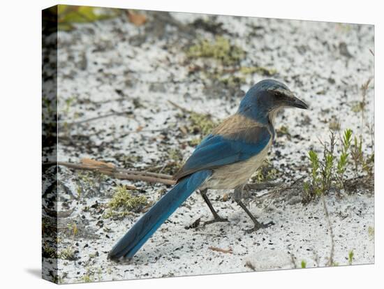 Florida Scrub Jay-JerryD-Premier Image Canvas