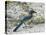 Florida Scrub Jay-JerryD-Premier Image Canvas