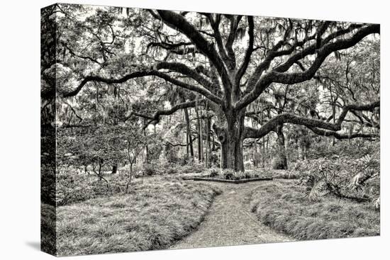 Florida Tree-PHBurchett-Premier Image Canvas