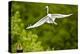 Florida, Venice, Audubon Sanctuary, Common Egret Flying-Bernard Friel-Premier Image Canvas