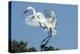 Florida, Venice, Audubon Sanctuary, Common Egret with Nesting Material-Bernard Friel-Premier Image Canvas