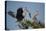 Florida, Venice, Great Blue Heron, Courting Stick Transfer Ceremony-Bernard Friel-Premier Image Canvas