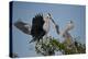 Florida, Venice, Great Blue Heron, Courting Stick Transfer Ceremony-Bernard Friel-Premier Image Canvas