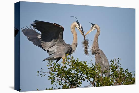 Florida, Venice, Great Blue Heron, Courting Stick Transfer Ceremony-Bernard Friel-Premier Image Canvas