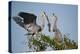 Florida, Venice, Great Blue Heron, Courting Stick Transfer Ceremony-Bernard Friel-Premier Image Canvas