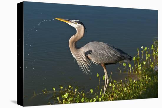 Florida, Venice, Great Blue Heron Drinking Water Streaming from Bill-Bernard Friel-Premier Image Canvas