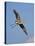 Florida, Venice, Great Blue Heron Flying Wings Wide Blue Sky-Bernard Friel-Premier Image Canvas