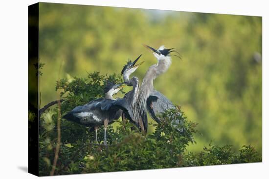 Florida, Venice, Great Blue Herons and Juveniles Feeding Time at Nest-Bernard Friel-Premier Image Canvas