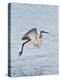Florida, Venice, Snowy Egret Flying-Bernard Friel-Premier Image Canvas