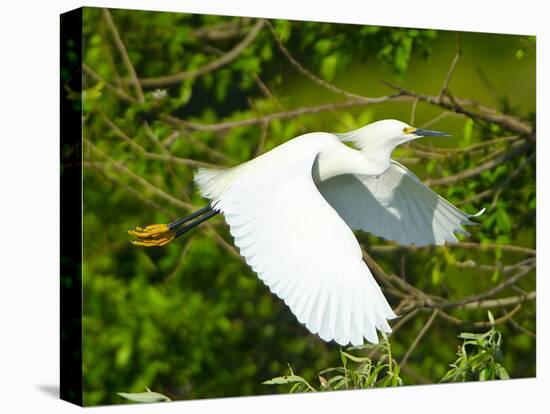 Florida, Venice, Snowy Egret Flying-Bernard Friel-Premier Image Canvas