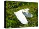 Florida, Venice, Snowy Egret Flying-Bernard Friel-Premier Image Canvas