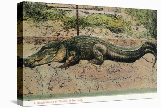 Florida - View of 19 Foot Long Alligator-Lantern Press-Stretched Canvas