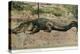 Florida - View of 19 Foot Long Alligator-Lantern Press-Stretched Canvas