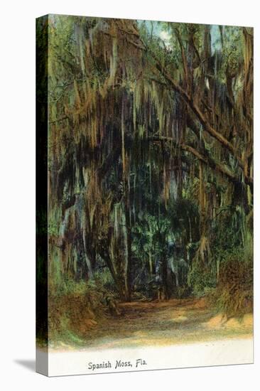Florida - View of Trees with Spanish Moss-Lantern Press-Stretched Canvas