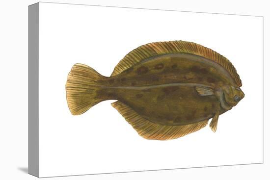 Flounder (Pseudopleuronectes Americanus), Fishes-Encyclopaedia Britannica-Stretched Canvas