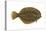 Flounder (Pseudopleuronectes Americanus), Fishes-Encyclopaedia Britannica-Stretched Canvas