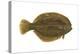 Flounder (Pseudopleuronectes Americanus), Fishes-Encyclopaedia Britannica-Stretched Canvas