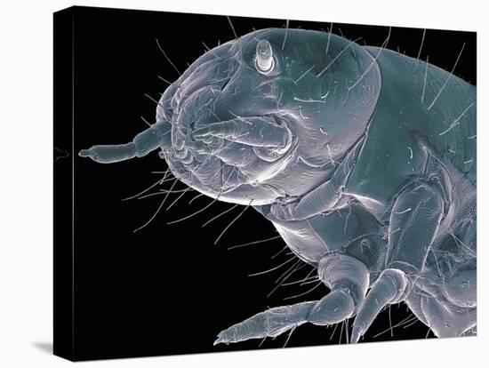 Flour Beetle Larva, SEM-Steve Gschmeissner-Premier Image Canvas