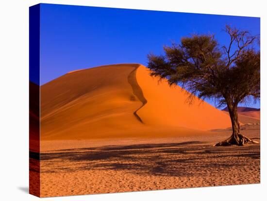 Flourishing Tree with Soussevlei Sand Dune, Namibia-Joe Restuccia III-Premier Image Canvas