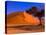 Flourishing Tree with Soussevlei Sand Dune, Namibia-Joe Restuccia III-Premier Image Canvas