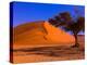 Flourishing Tree with Soussevlei Sand Dune, Namibia-Joe Restuccia III-Premier Image Canvas