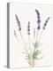 Floursack Lavender IV on Linen-Danhui Nai-Stretched Canvas