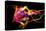 Flower a Lily & Night Neon Lights--Vladimir--Premier Image Canvas
