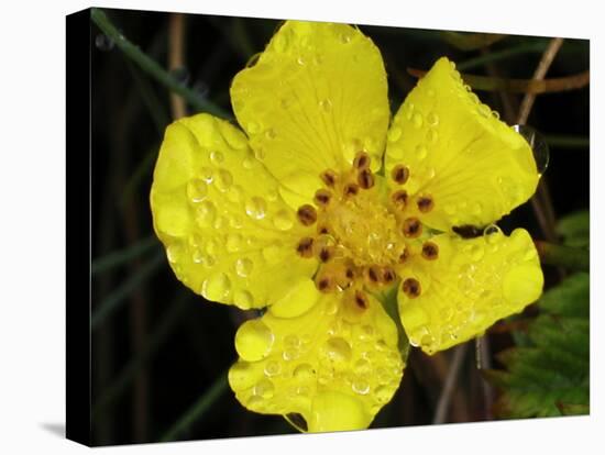 Flower after Rain III-Jim Christensen-Premier Image Canvas