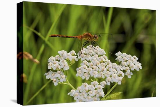 Flower and Dragonfly-Gordon Semmens-Premier Image Canvas