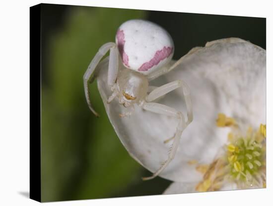 Flower and Spider-Gordon Semmens-Premier Image Canvas