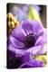Flower, Anemone, Blossom-Nikky Maier-Premier Image Canvas