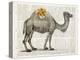 Flower Back Camel-Christopher James-Stretched Canvas