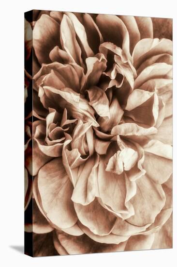 Flower Bloom 3-Incado-Premier Image Canvas