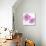Flower Burst in Pink II-Vanessa Austin-Stretched Canvas displayed on a wall