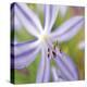 Flower Center-Ken Bremer-Stretched Canvas