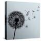 Flower Dandelion On Gray Background-silvionka-Stretched Canvas