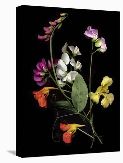 Flower Drama I-Judy Stalus-Premier Image Canvas