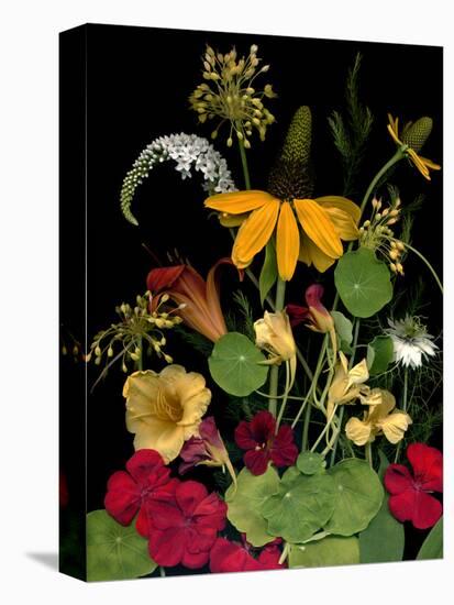 Flower Drama VII-Judy Stalus-Premier Image Canvas
